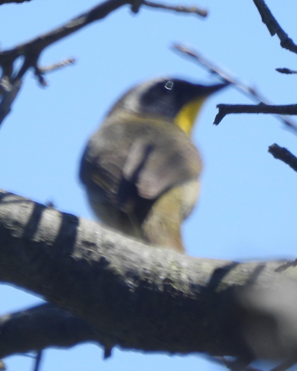 Common Yellowthroat - ML618243311