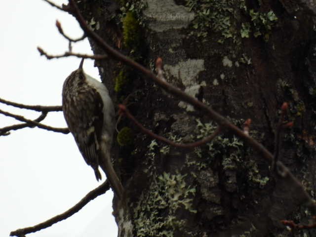 Brown Creeper - Joe McGill