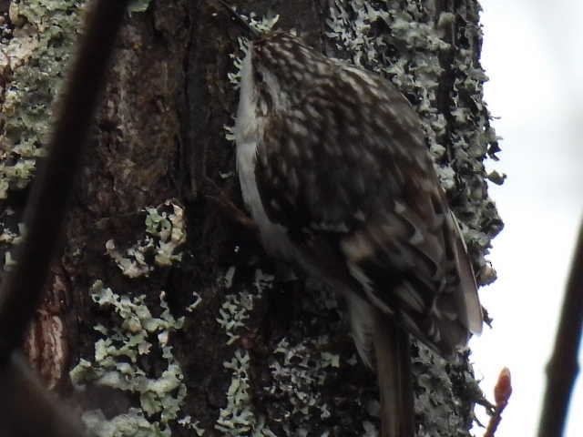 Brown Creeper - ML618243323