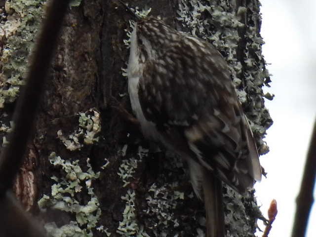 Brown Creeper - Joe McGill