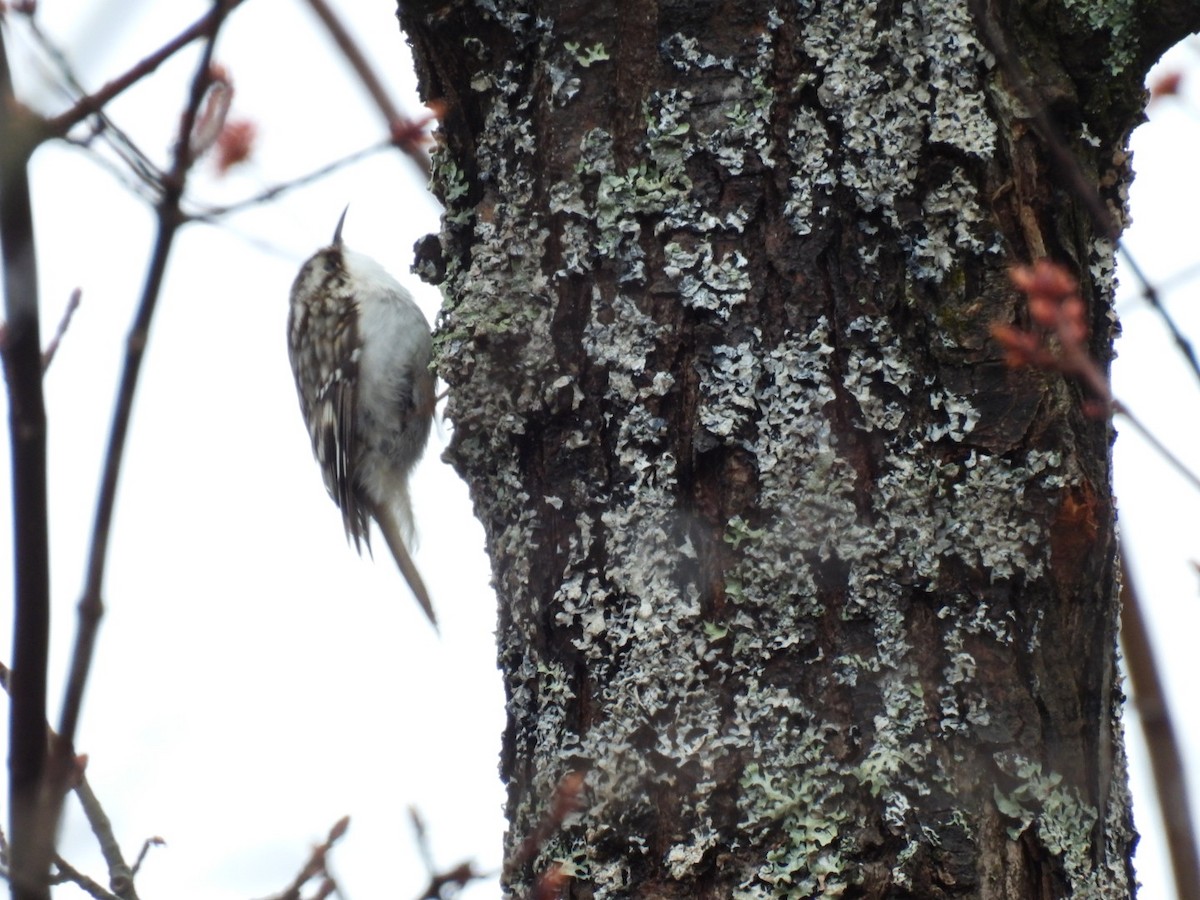 Brown Creeper - Joe McGill