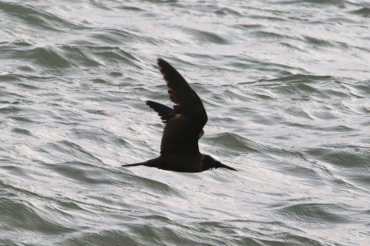 Black Noddy - Wyatt Egelhoff