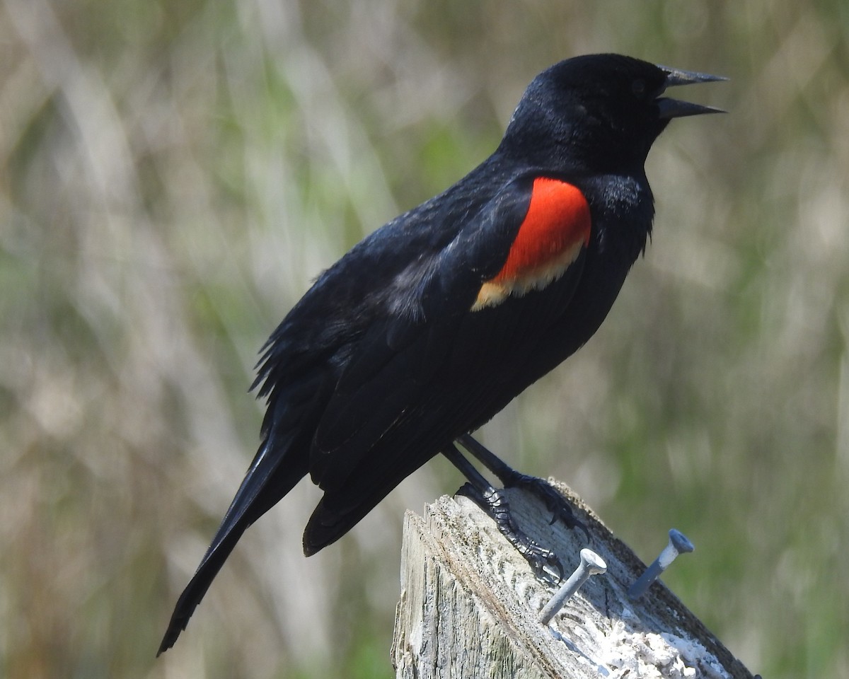 Red-winged Blackbird - ML618243331