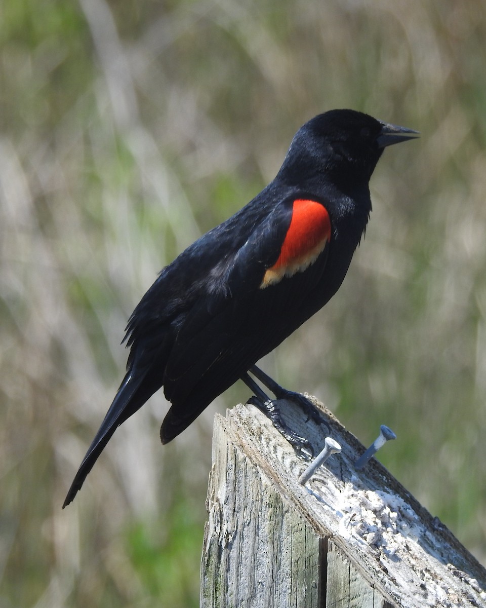 Red-winged Blackbird - ML618243332