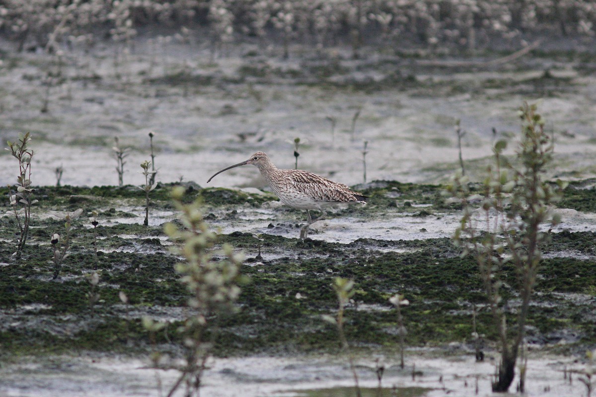 Eurasian Curlew - ML618243333