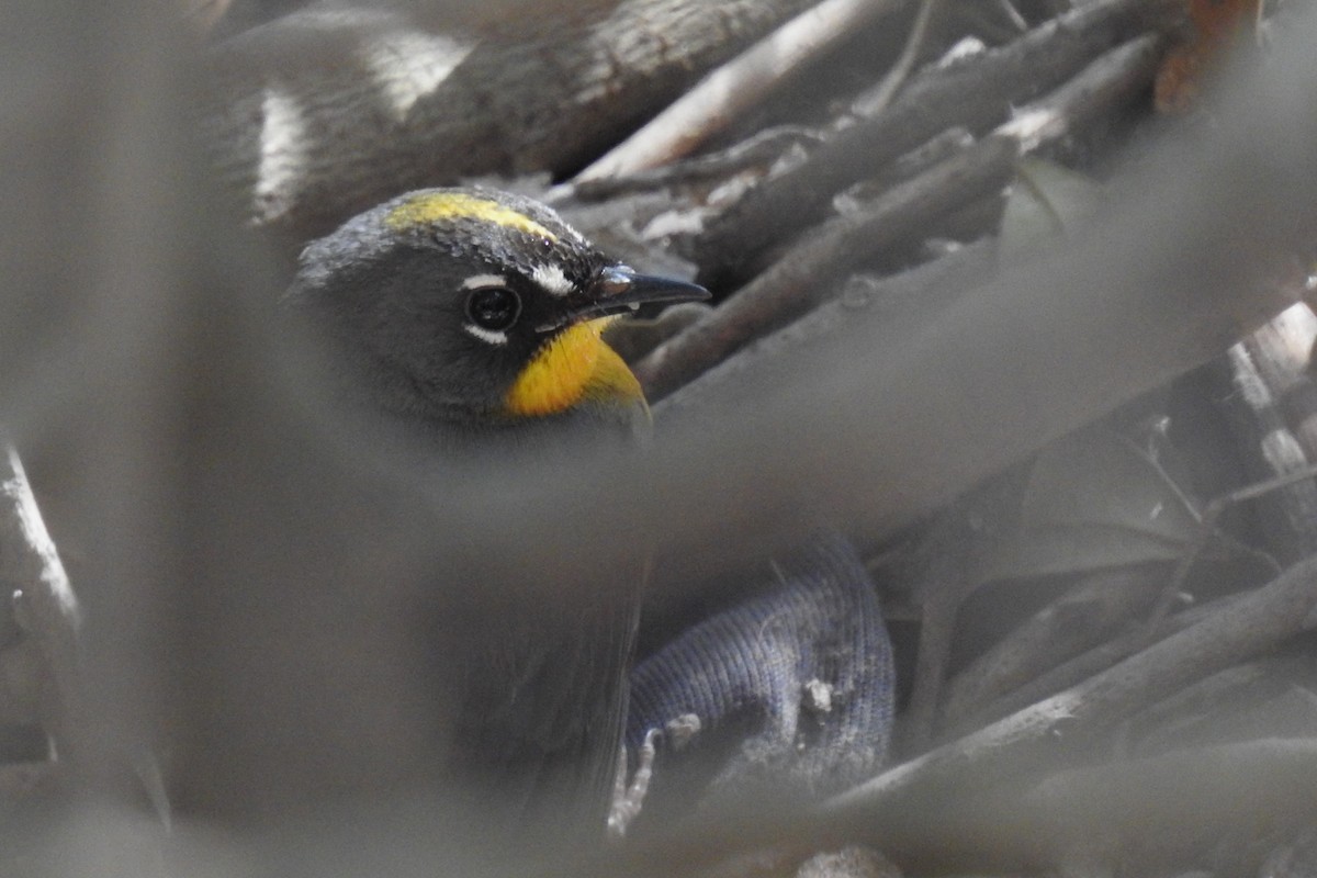 Fan-tailed Warbler - Hannah Clipp