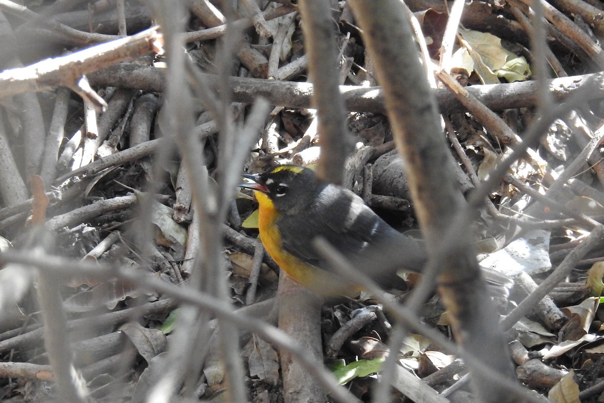 Fan-tailed Warbler - Hannah Clipp