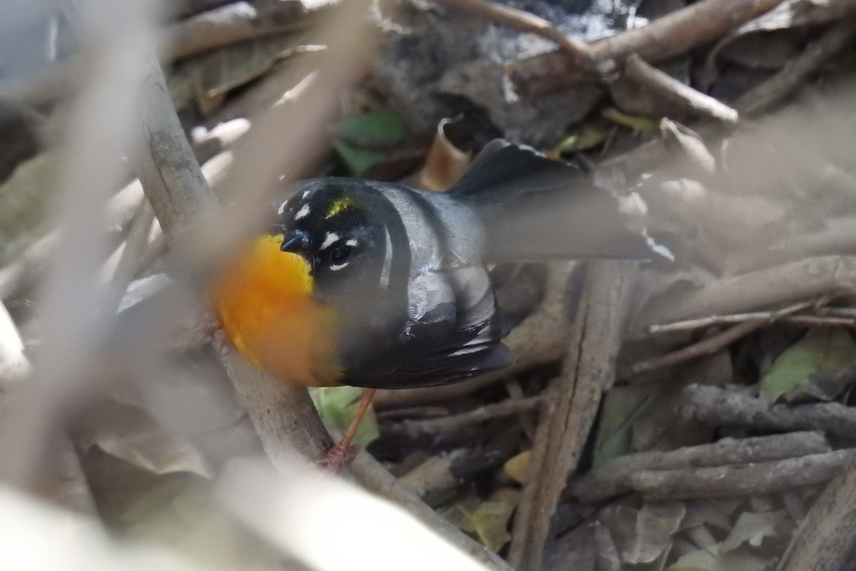 Fan-tailed Warbler - Hannah Clipp