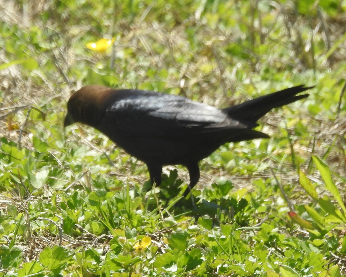 Brown-headed Cowbird - Wayne Longbottom