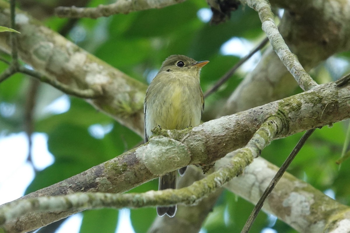 Yellow-bellied Flycatcher - Jim Zook