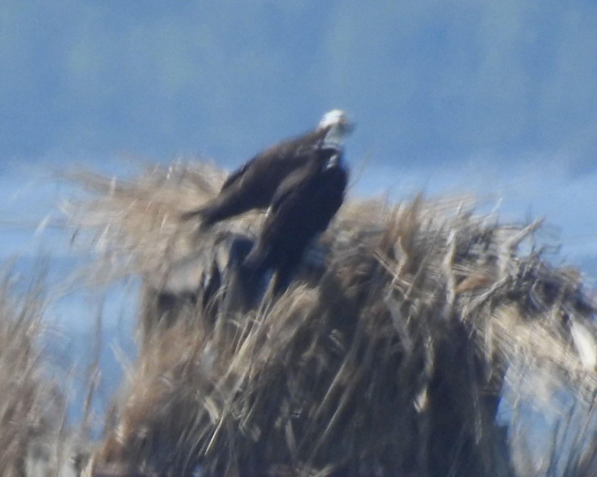 Águila Pescadora - ML618243369