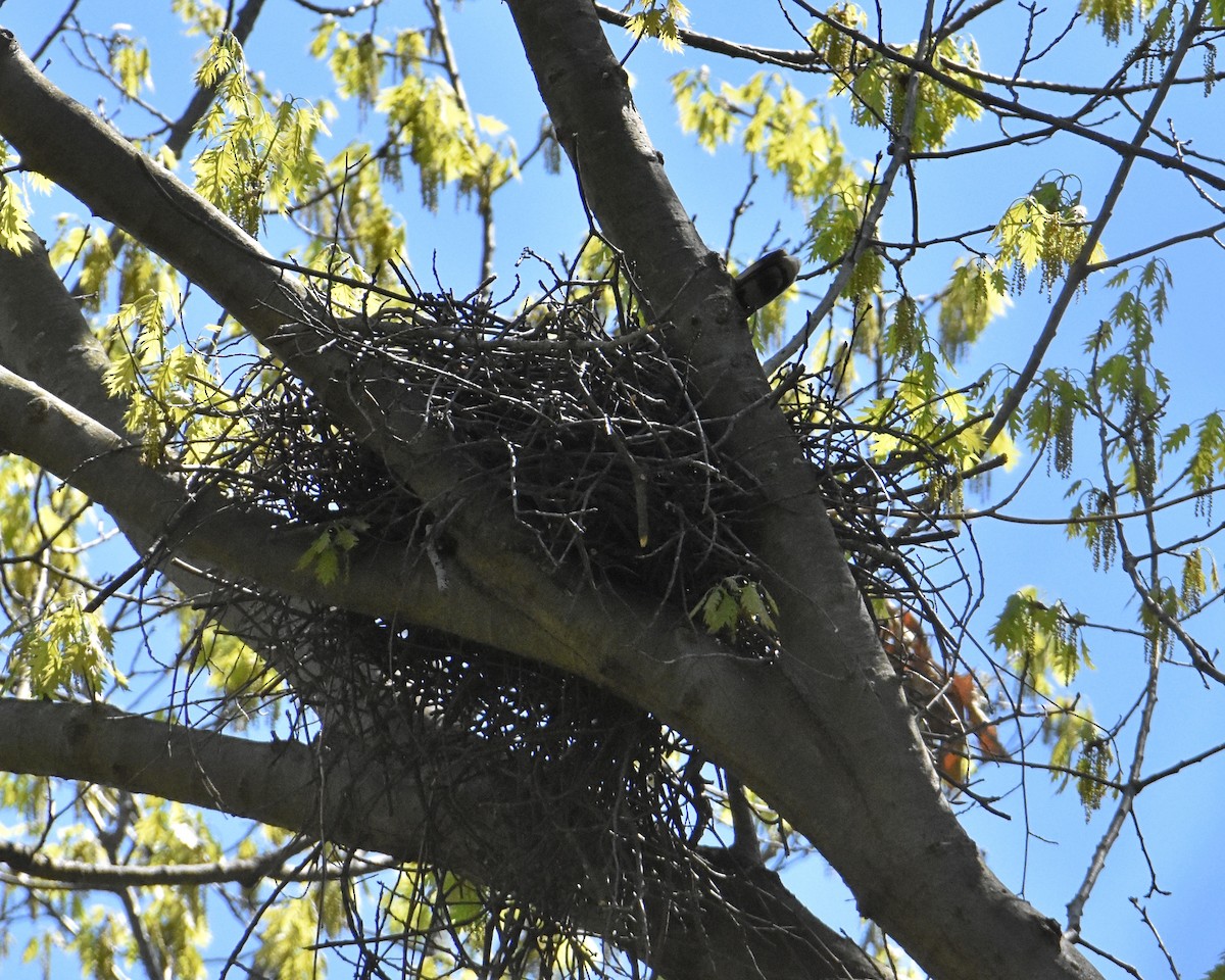 Cooper's Hawk - ML618243370