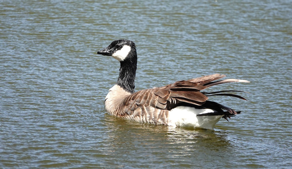 Cackling Goose - Dilka Murtazina