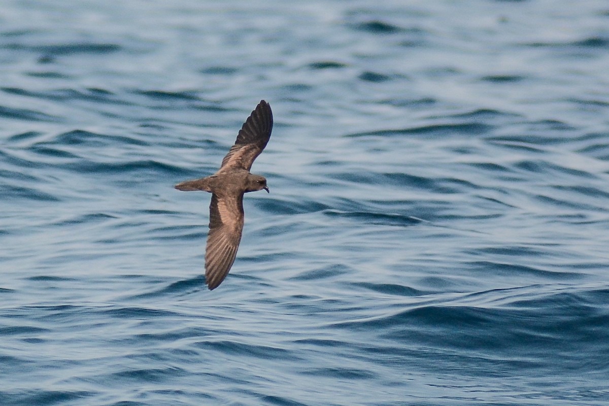 Least Storm-Petrel - ML618243396