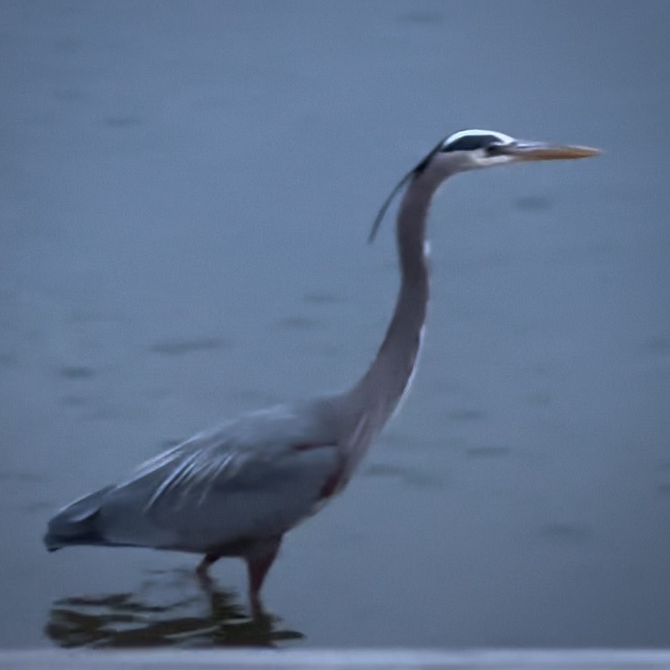 Great Blue Heron - Anonymous