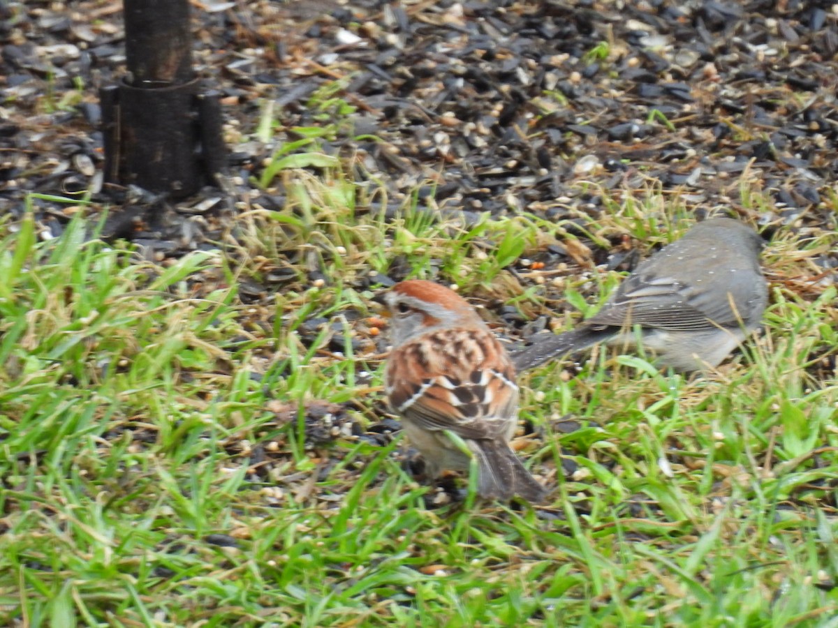 American Tree Sparrow - Joe McGill