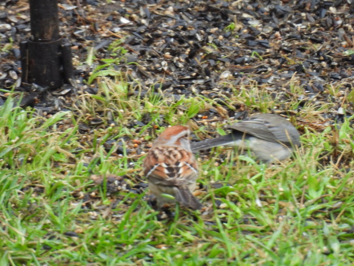 American Tree Sparrow - Joe McGill