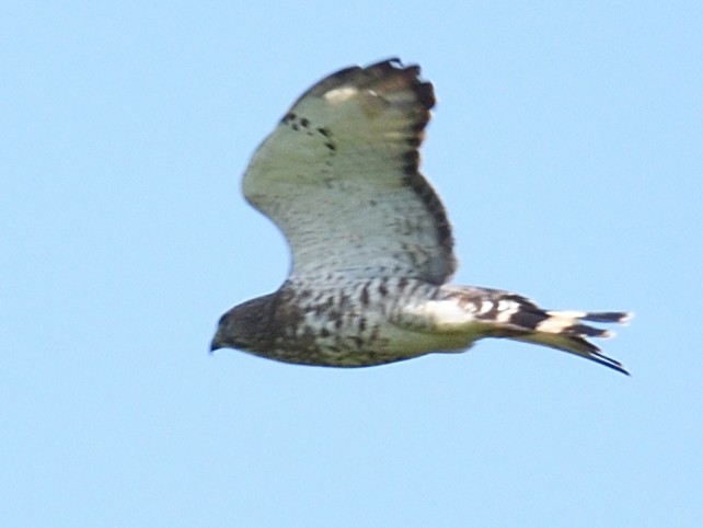 Broad-winged Hawk - ML618243407