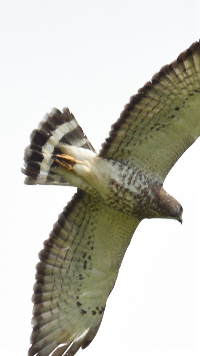 Broad-winged Hawk - Colin Fisher