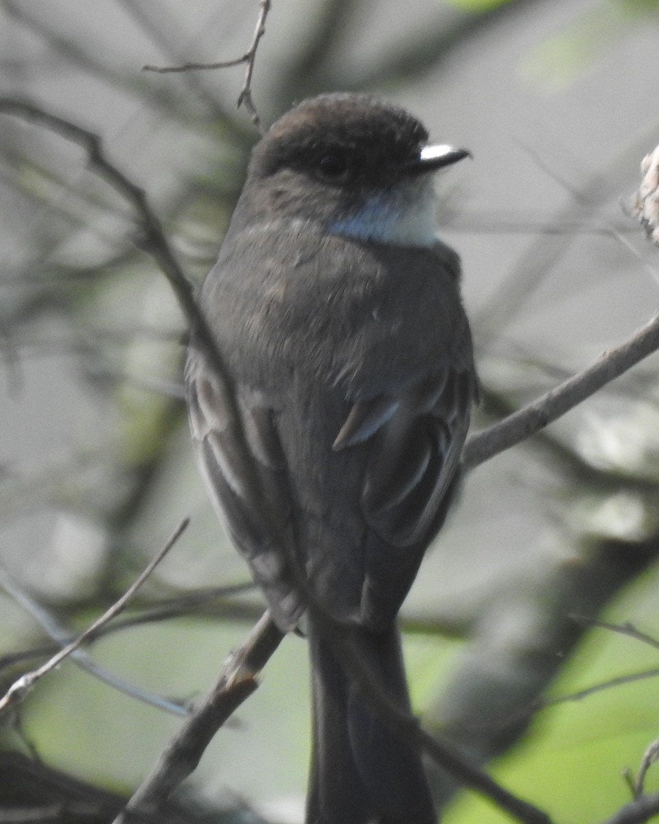 Eastern Phoebe - Wayne Longbottom