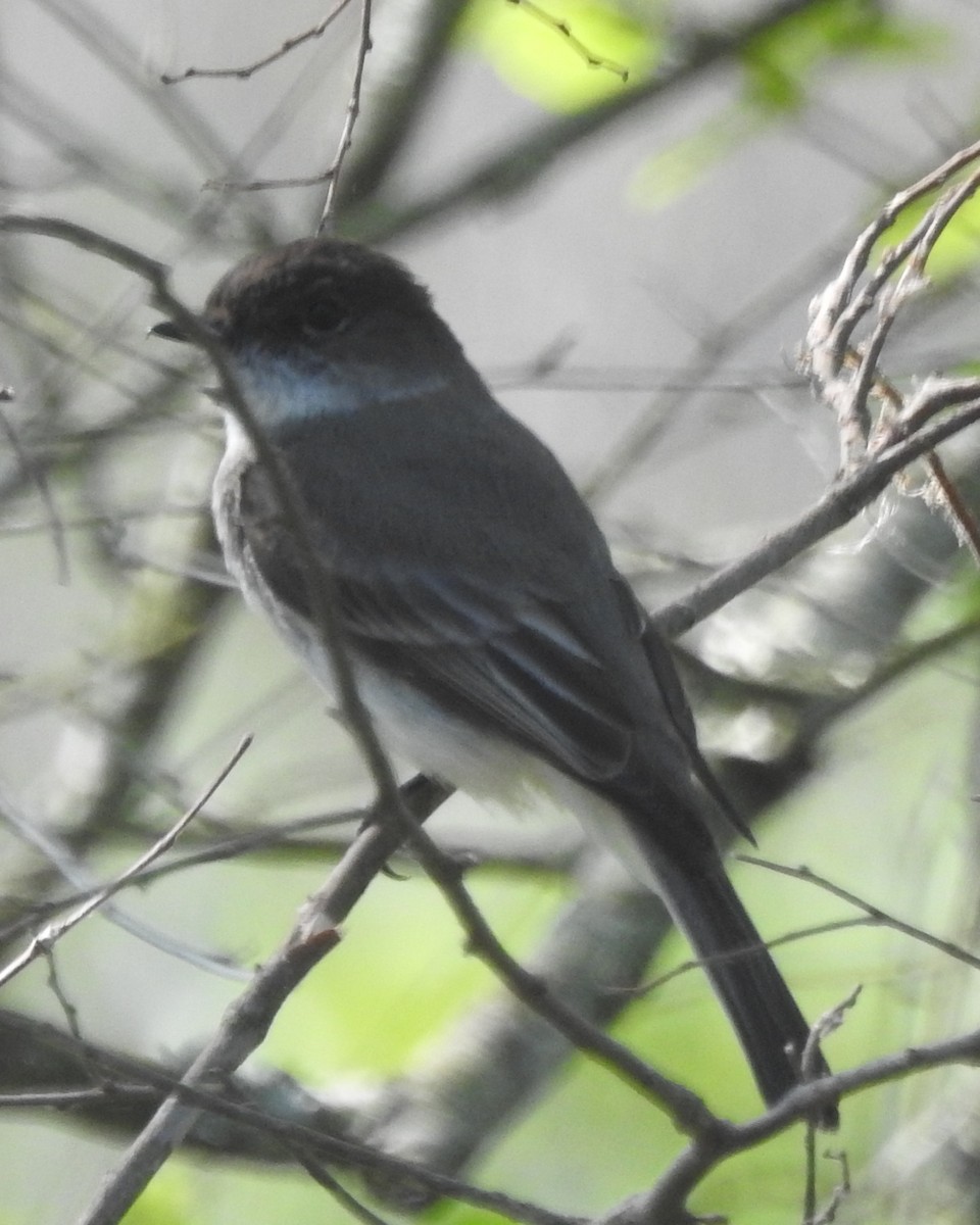 Eastern Phoebe - Wayne Longbottom