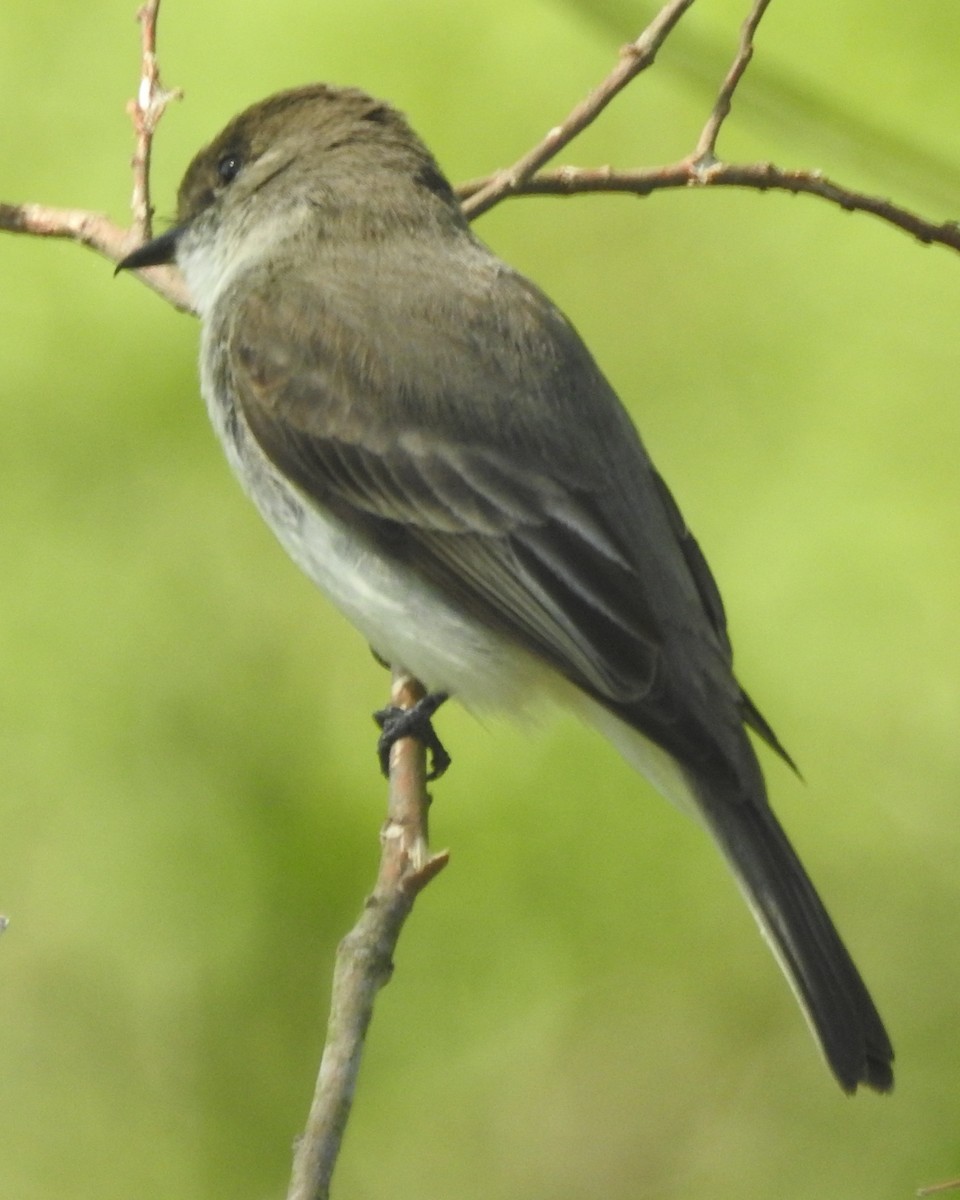 Eastern Phoebe - Wayne Longbottom