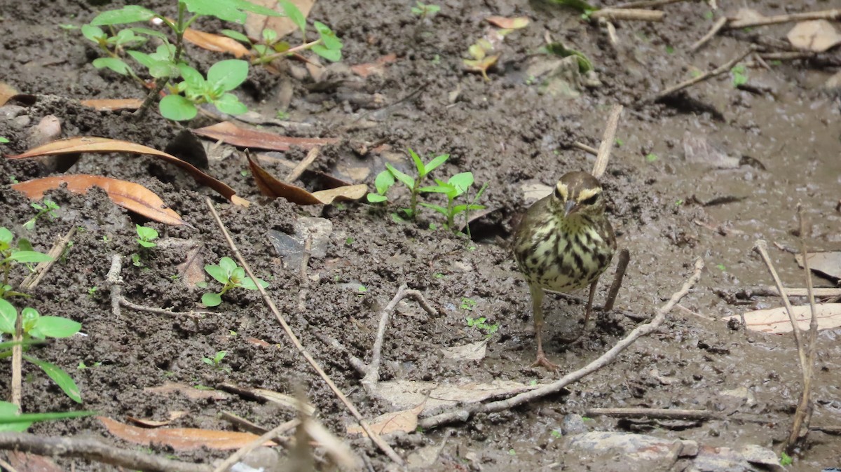 Northern Waterthrush - Lorna Thomas