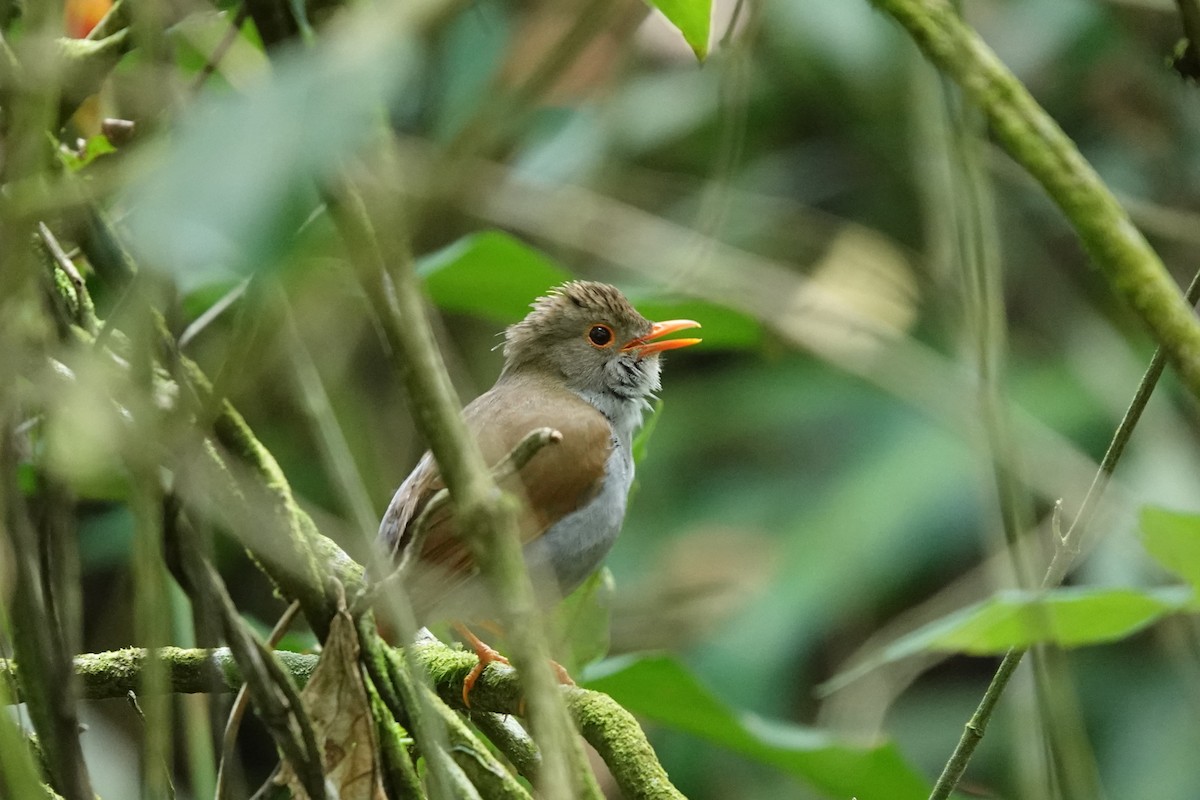 Orange-billed Nightingale-Thrush - Jim Zook