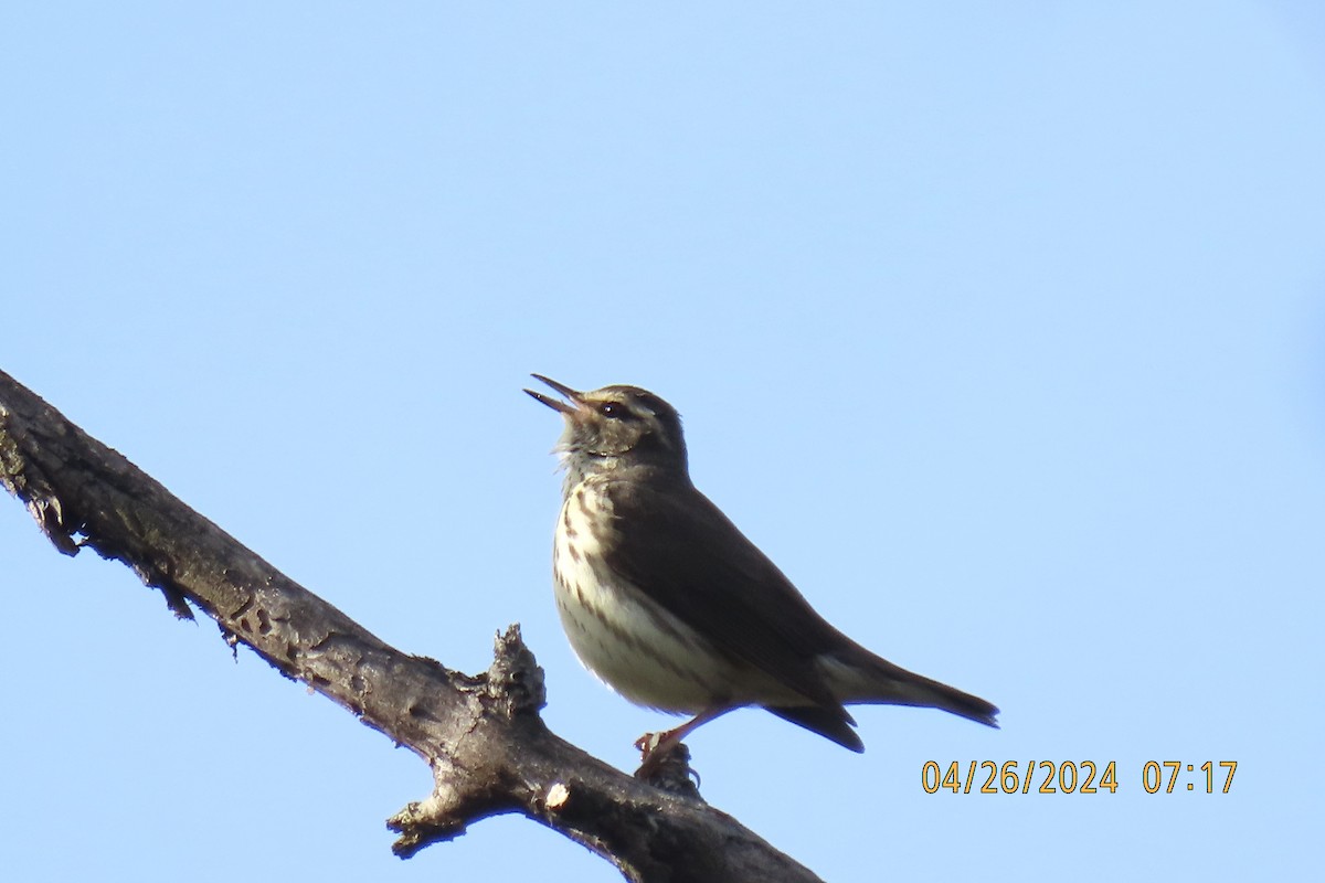 Northern Waterthrush - Cindy & Mike Venus