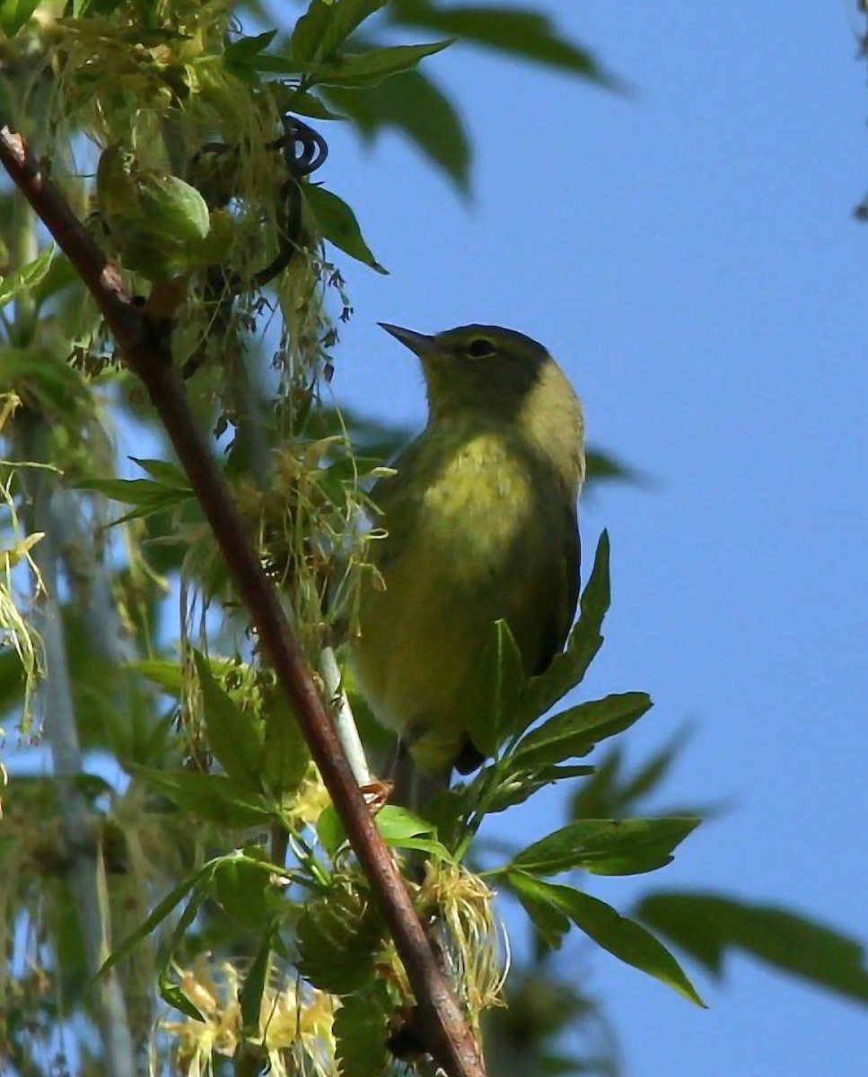 Orange-crowned Warbler - Curt Fisher