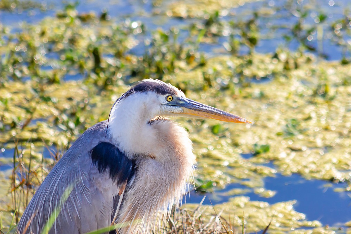 Great Blue Heron - ML618243453