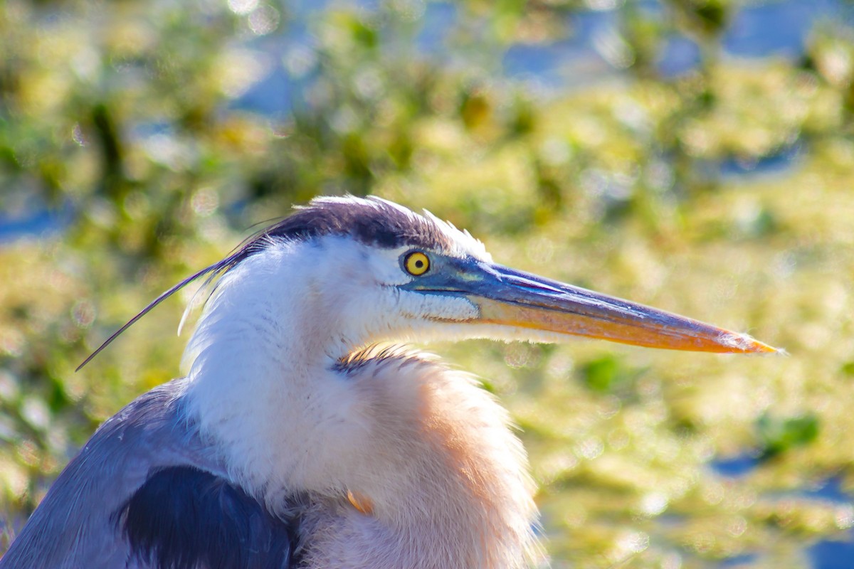 Great Blue Heron - Noah Zimmer