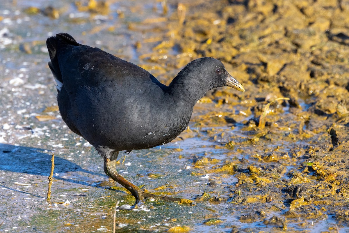 Dusky Moorhen - Richard and Margaret Alcorn