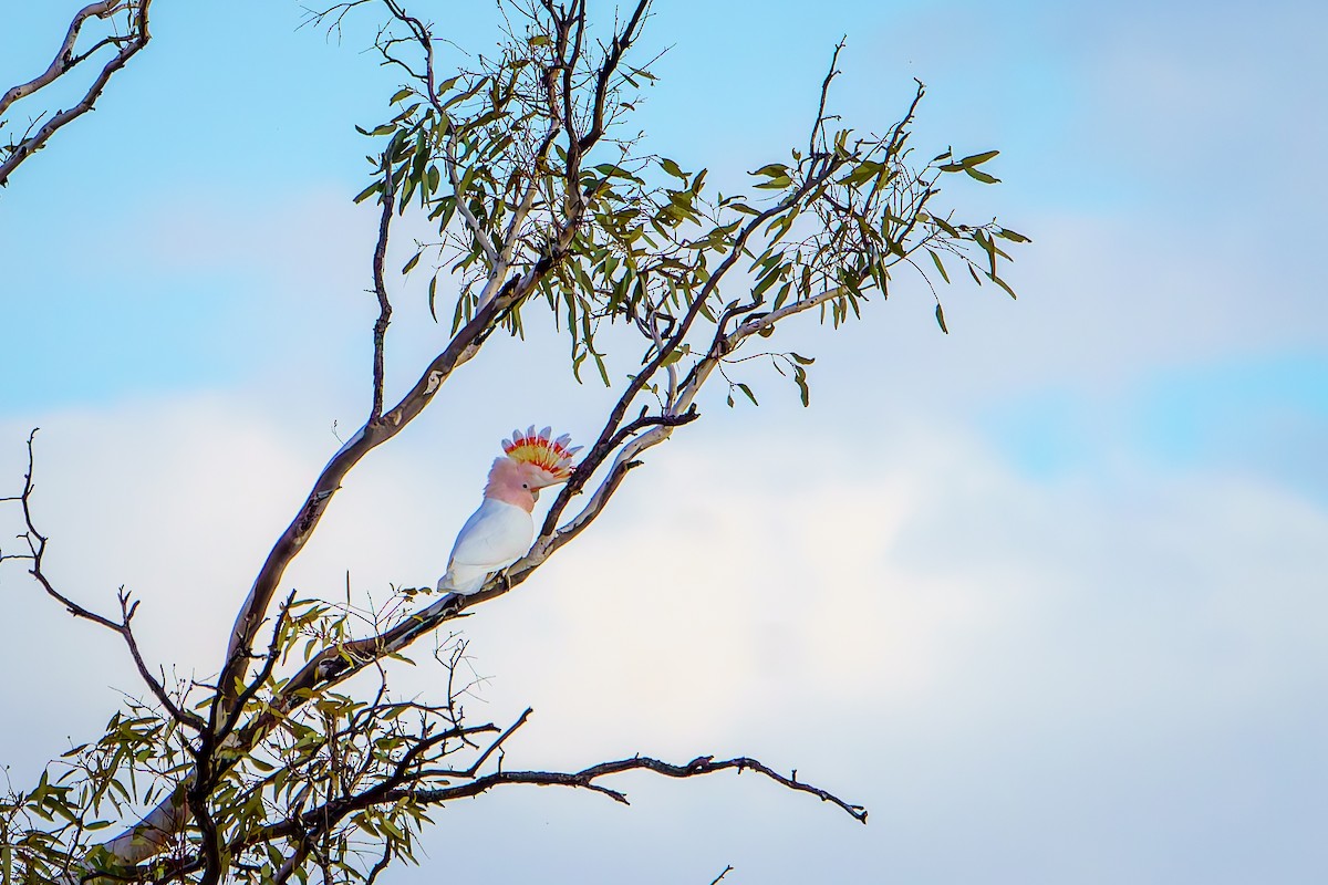 Pink Cockatoo - James Churches