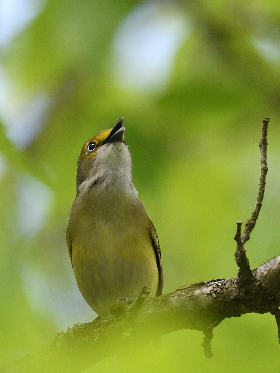 Ak Gözlü Vireo - ML618243475