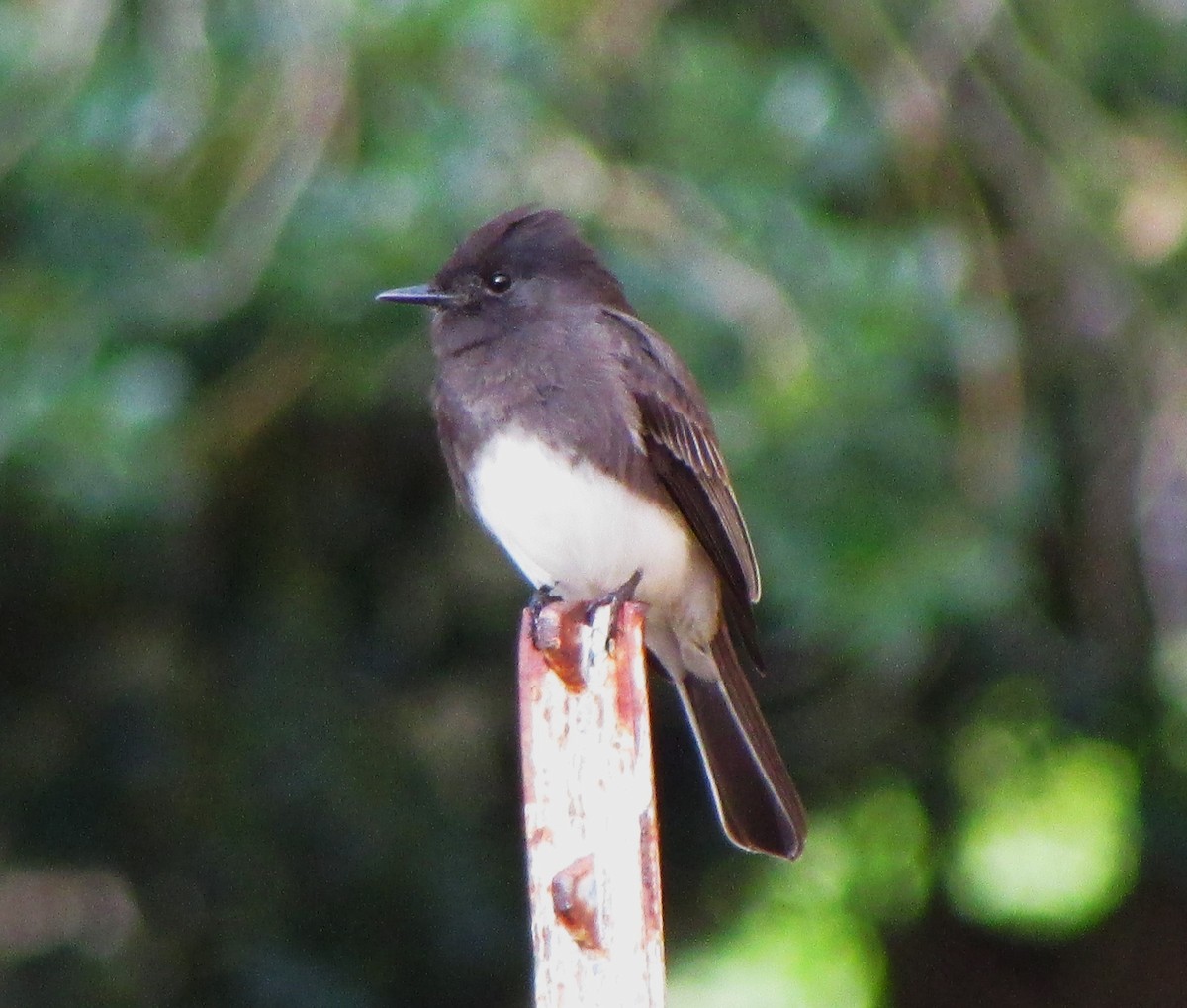 Black Phoebe - Sandy Winkler