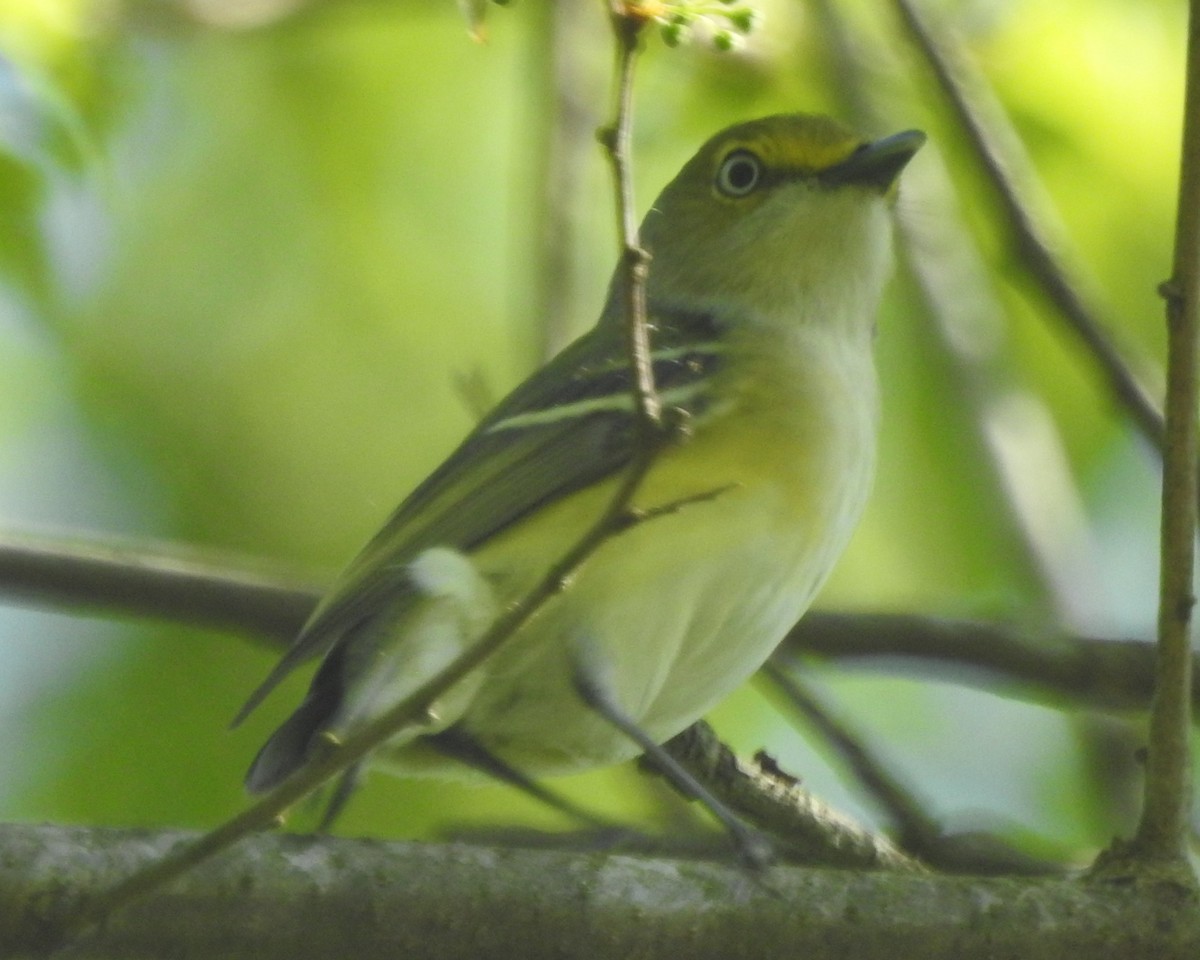 White-eyed Vireo - Wayne Longbottom