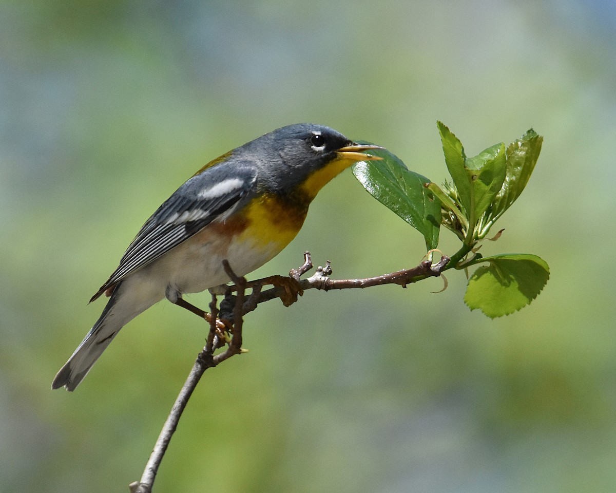 Northern Parula - Brian Hicks