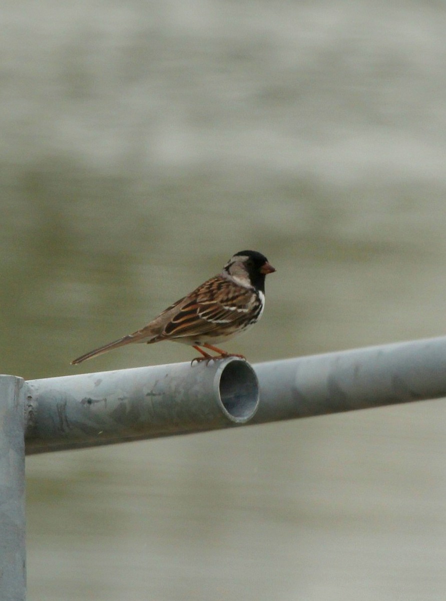 Harris's Sparrow - ML618243535