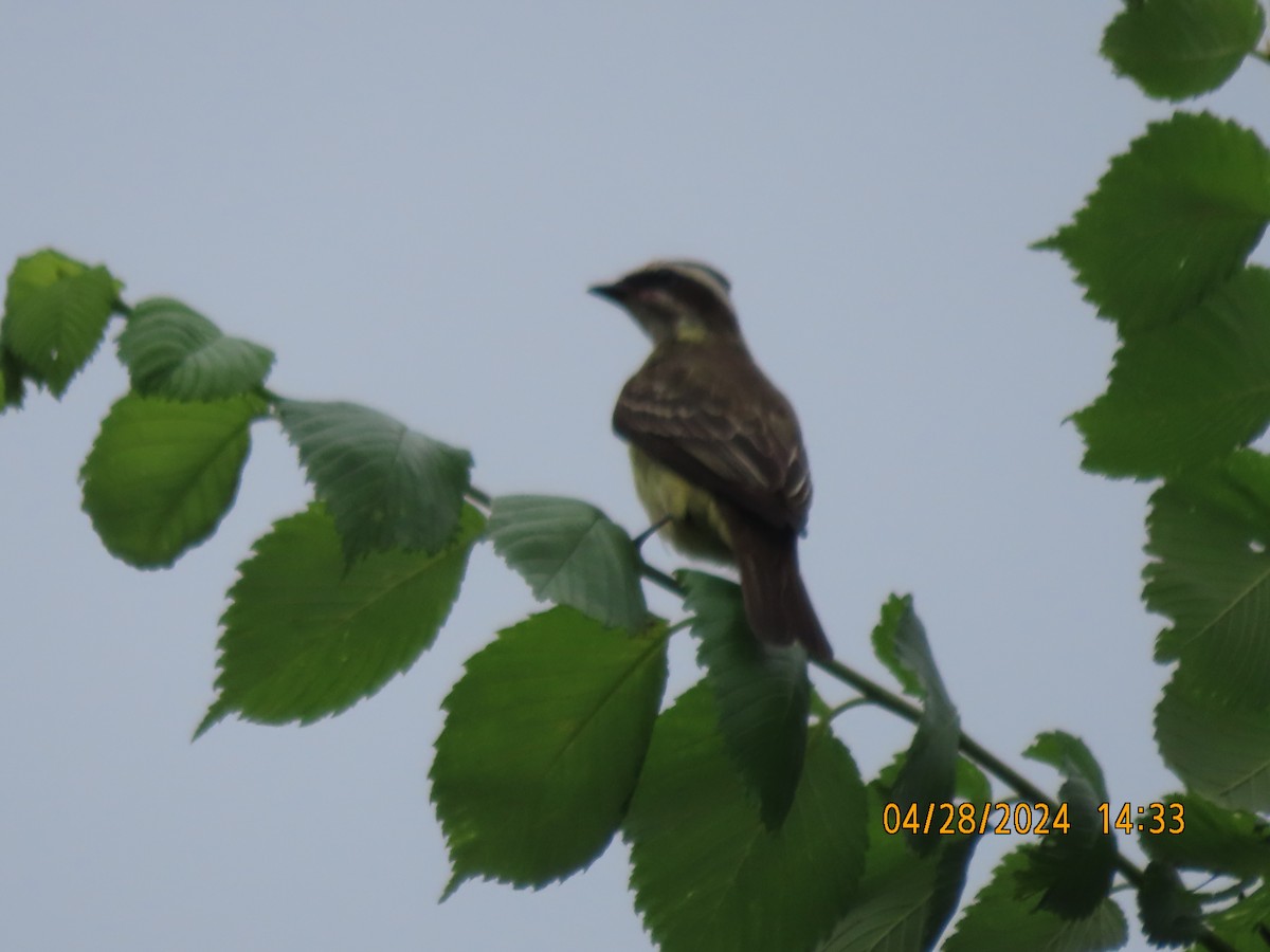 Piratic Flycatcher - ML618243543