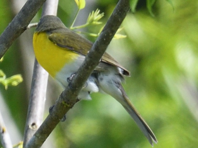 Yellow-breasted Chat - ML618243552