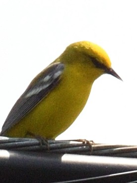 Blue-winged Warbler - ML618243567