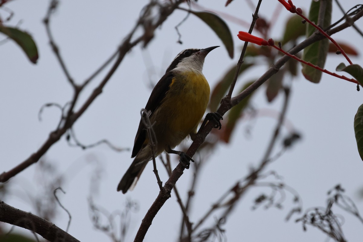 Sucrier à ventre jaune (caboti) - ML618243581