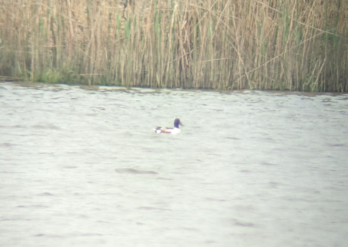 Northern Shoveler - d w