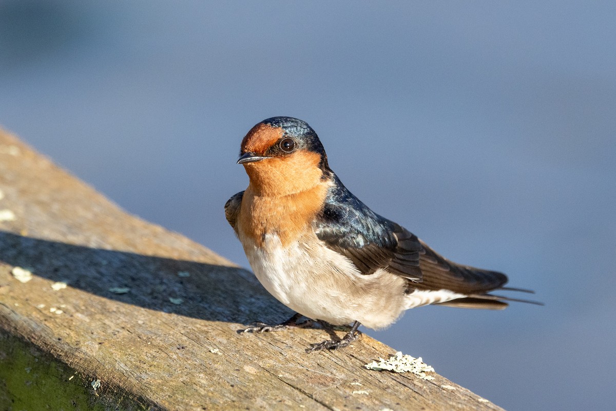 Golondrina Australiana - ML618243586