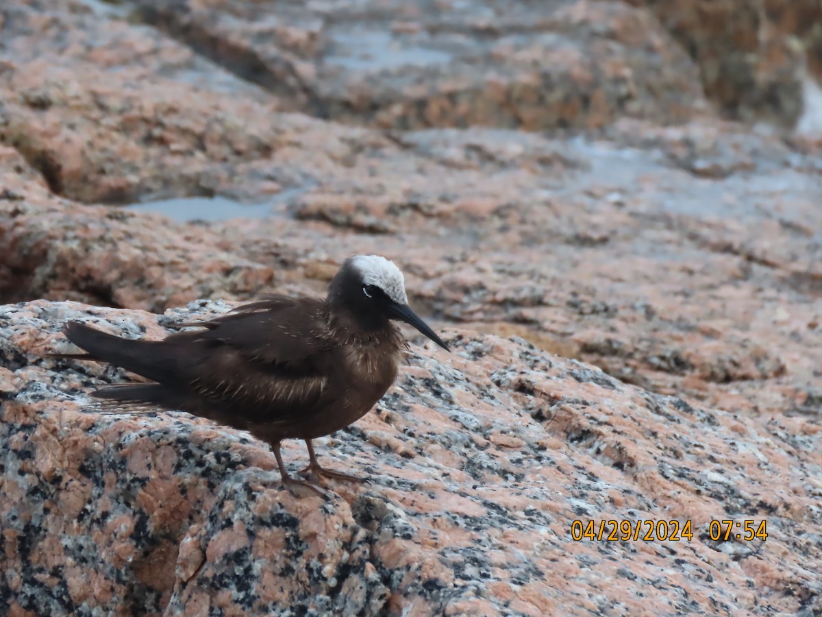 Black Noddy - ML618243588