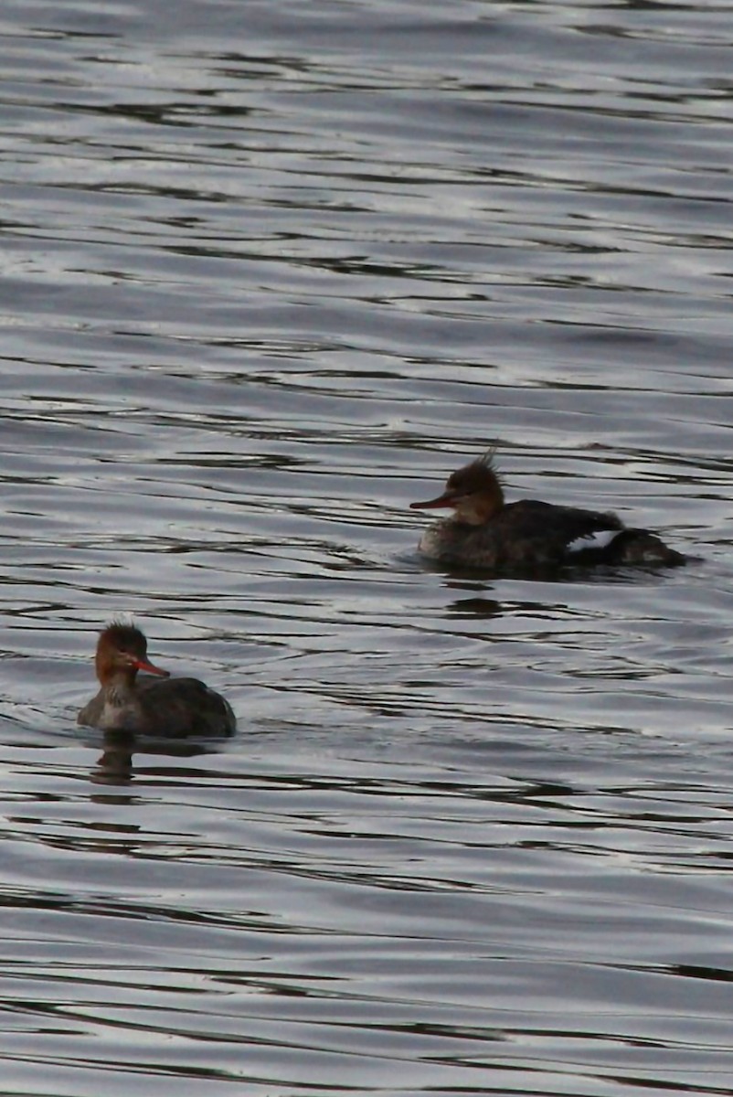 Red-breasted Merganser - Curt Fisher