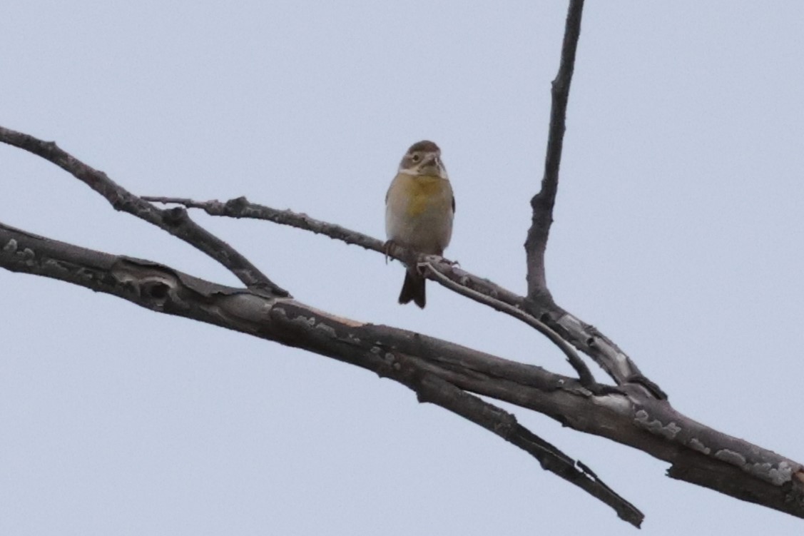 Dickcissel - ML618243592