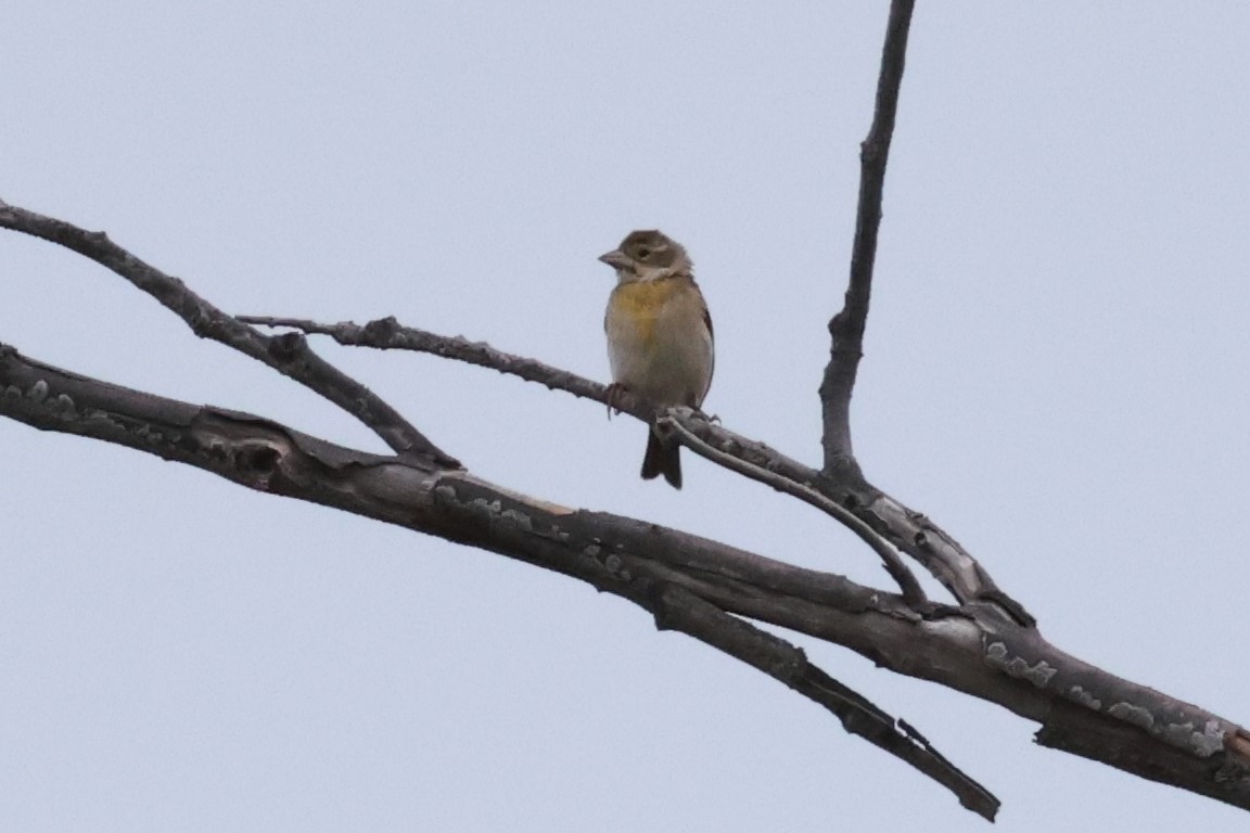 Dickcissel - ML618243593