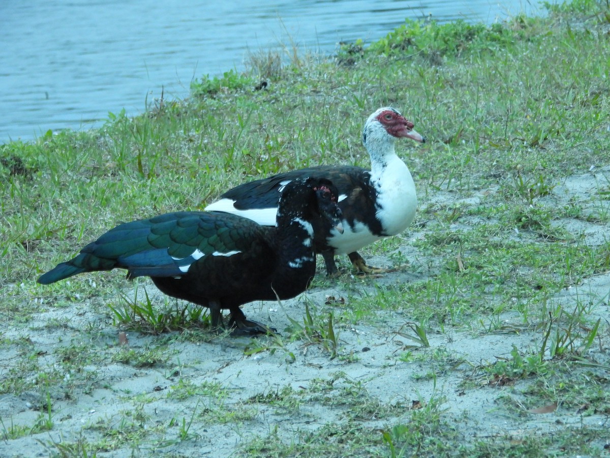 Muscovy Duck (Domestic type) - Mark Penkower